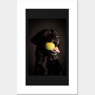 Labrador Retriever Posters and Art